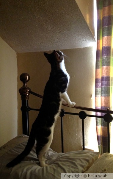 Castiel, listening to the birds in the attic!