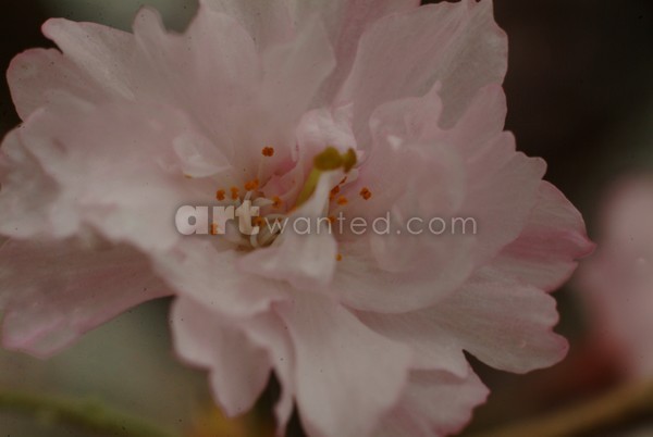 Weeping Flowering Apple