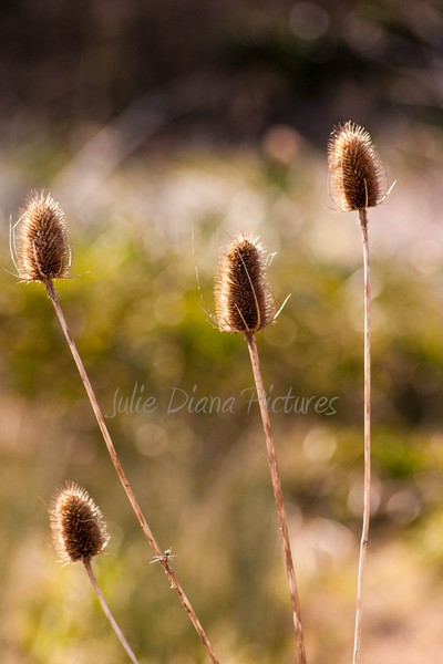 Teazle In The Woods