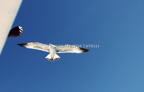 IMG 7017