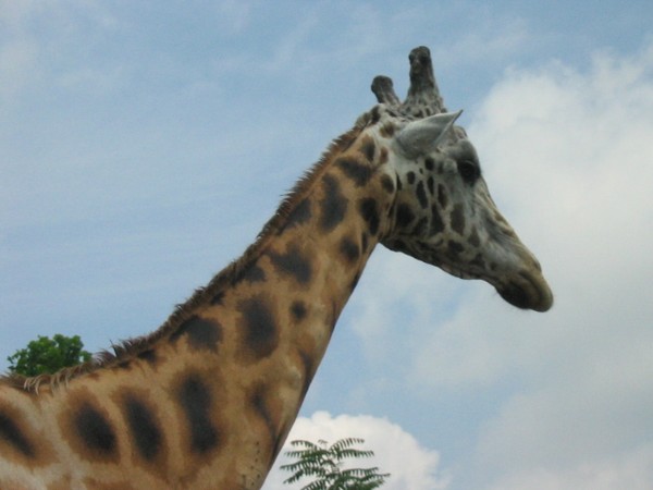Hello Giraffe