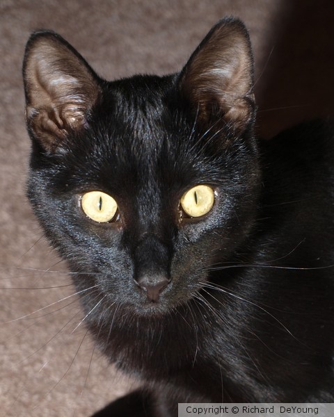 SALEM