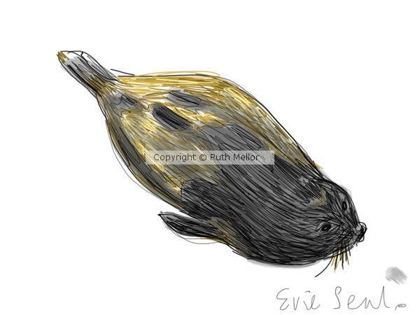 Evie Seal