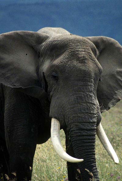 Elephant