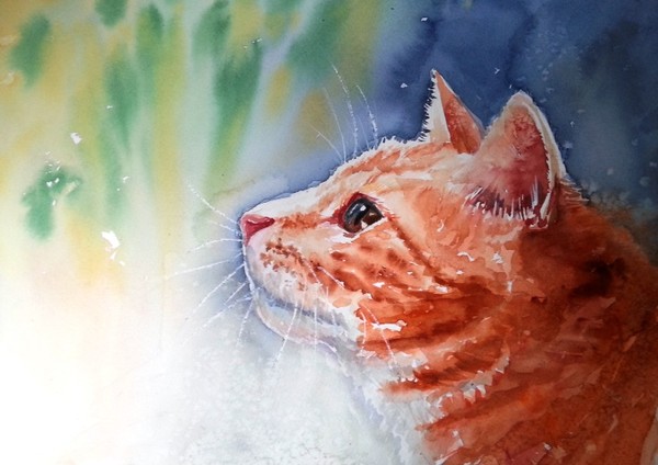 My cat