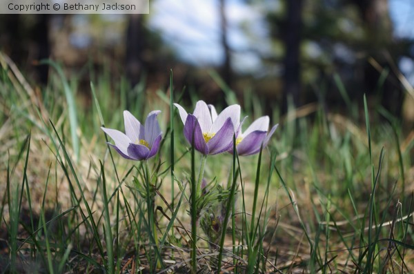 Why, Hello! It's Lavender, White, and Yellow!