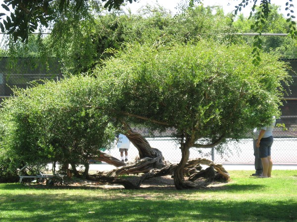 Under the tree