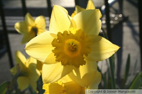 Daffodil Early Spring