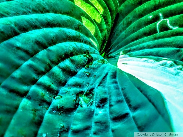 The real green leaf