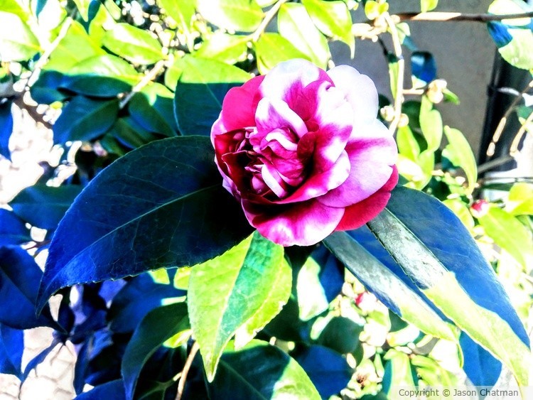Winter's bloom 2
