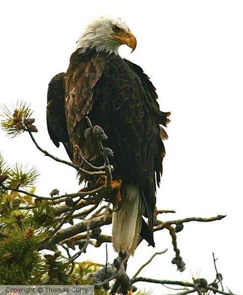 My America