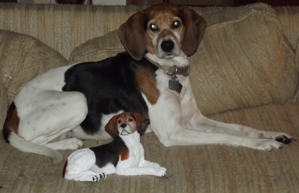 Treeing Walker Coonhound 