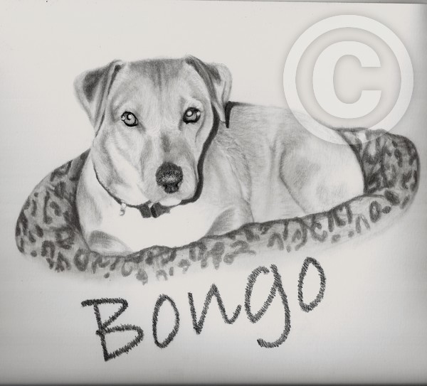 Bongo