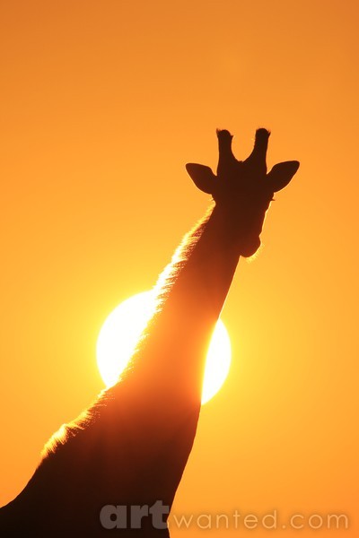 Giraffe - African Wildlife - Golden Boy