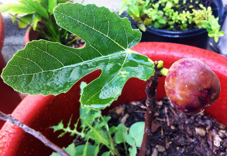 Karen Muro  fig, 