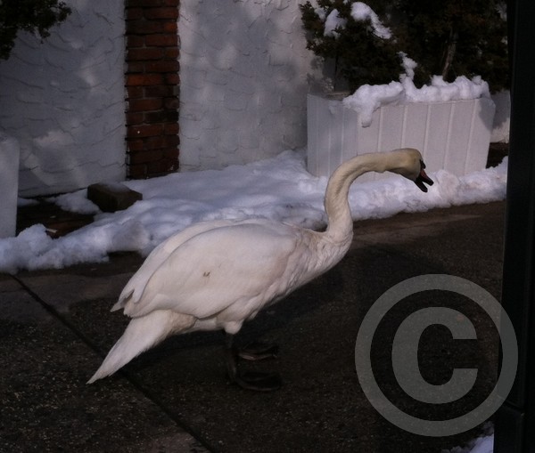 bayswanc