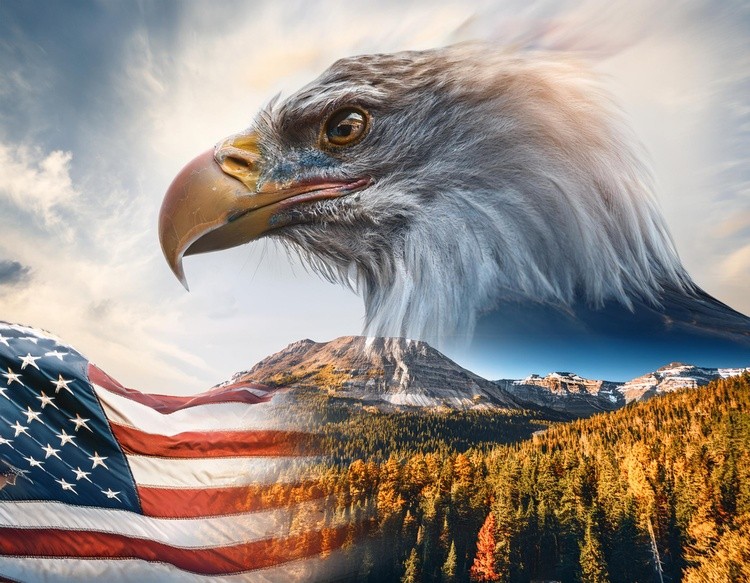  first image is a Majestic American Bald Eagle with American fl (24)