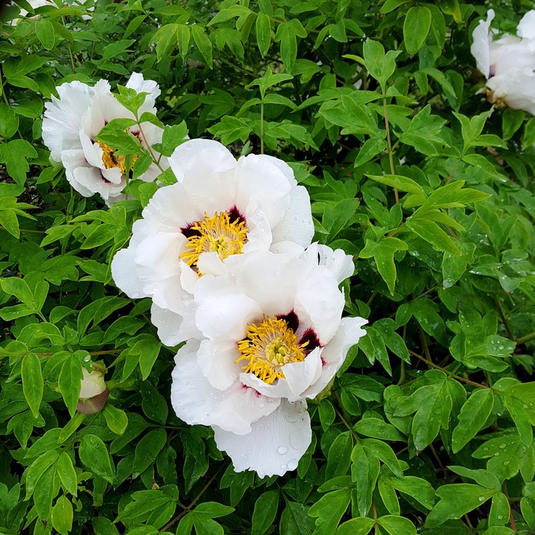 White Peony