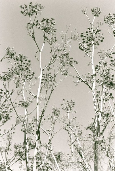 Anise