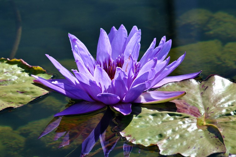 Purple Water Lily