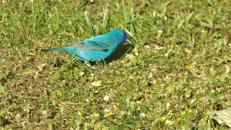 Indigo Bunting