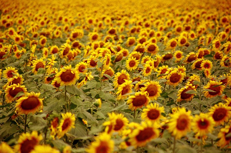 Sunflower Field