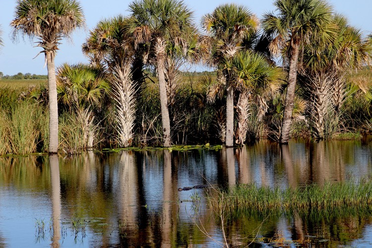 Marsh 2