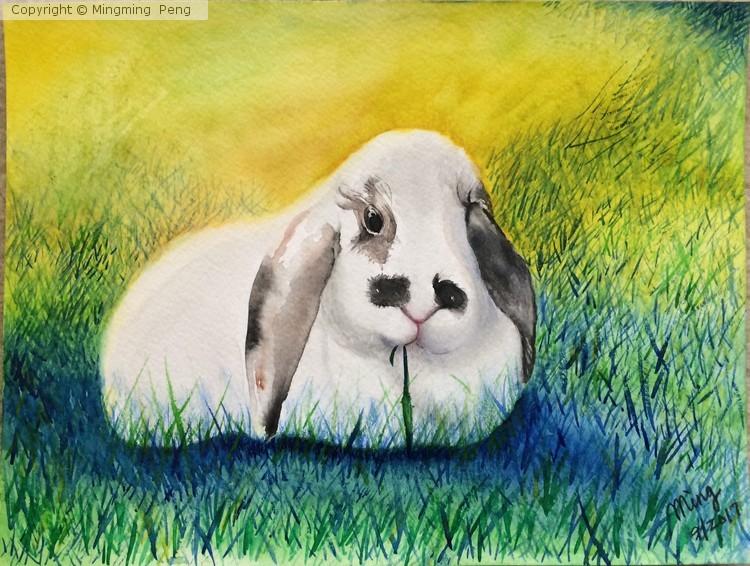 Baby Rabbit 