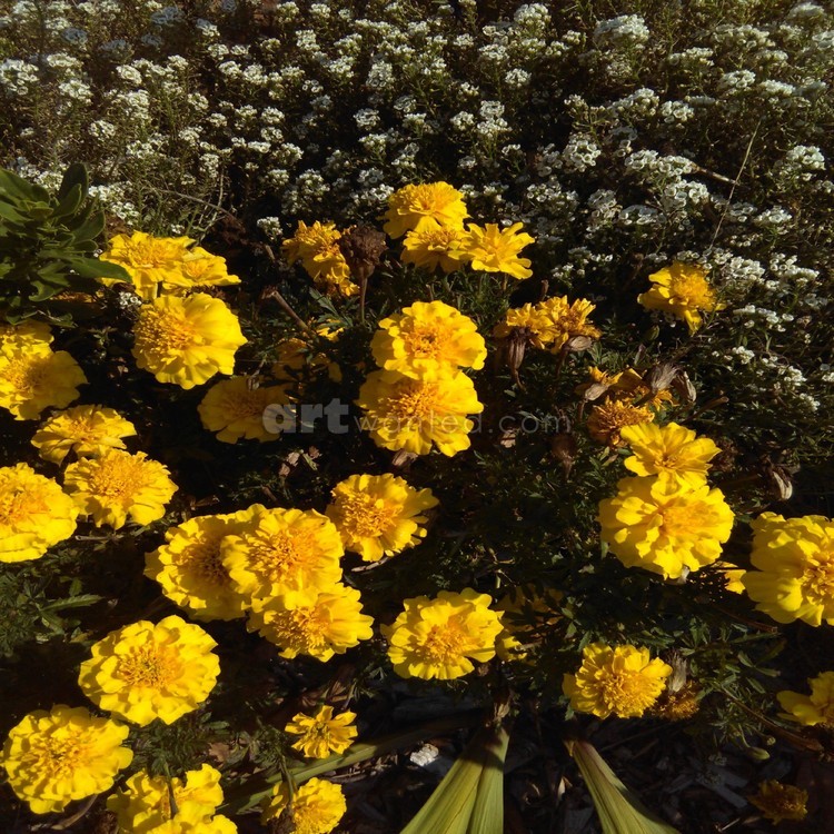 The Sharing Digital Photography By Cheyene M Lopez