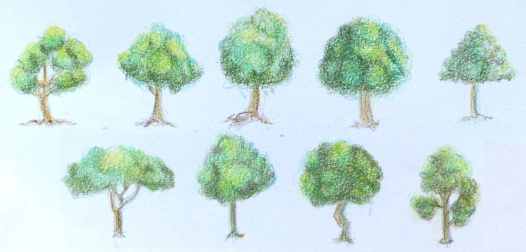 Trees Drawing