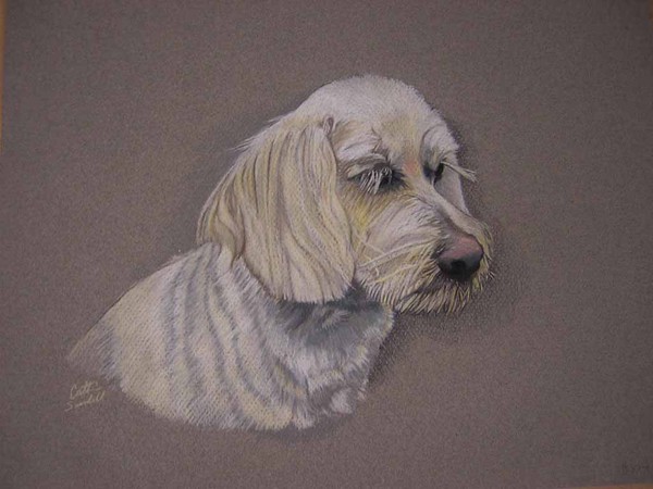 Untitled Pet 