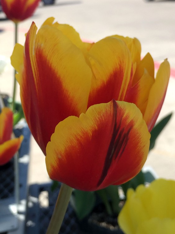 single varigated tulip