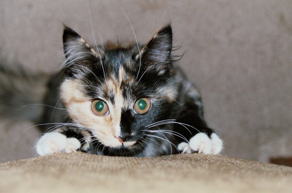 Tinker 