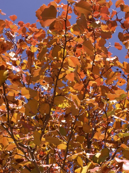 Still Autumn
