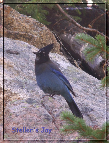 Steller's Jay at Ouzel Falls