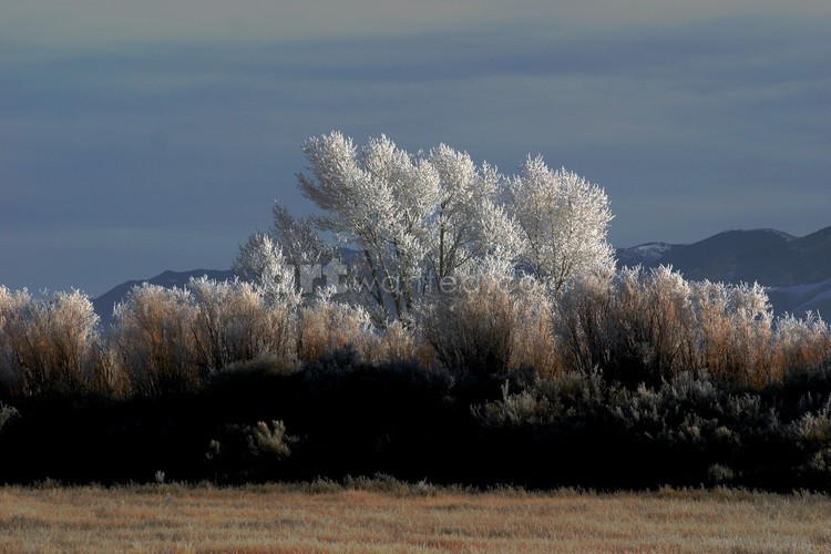 Frosty Brushes