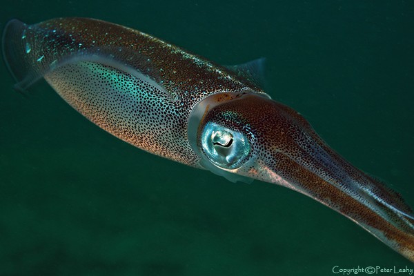 Squid V