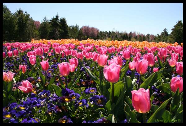 Tulip Fest 5
