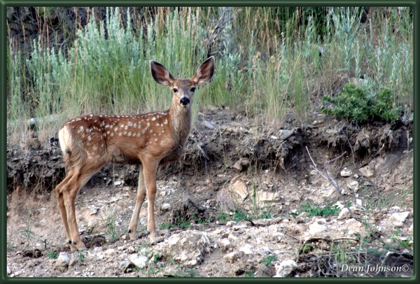 Bambi