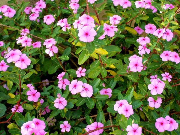 Popping up flowers  