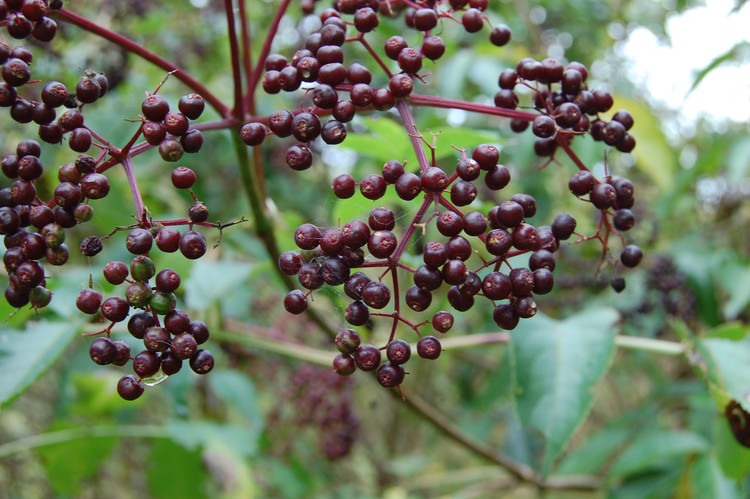 Berries