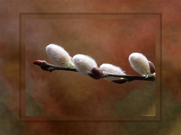 Pussy Willow Digital Photo Manipulation