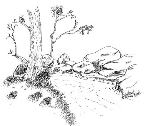 A Bend in a Summer Brook