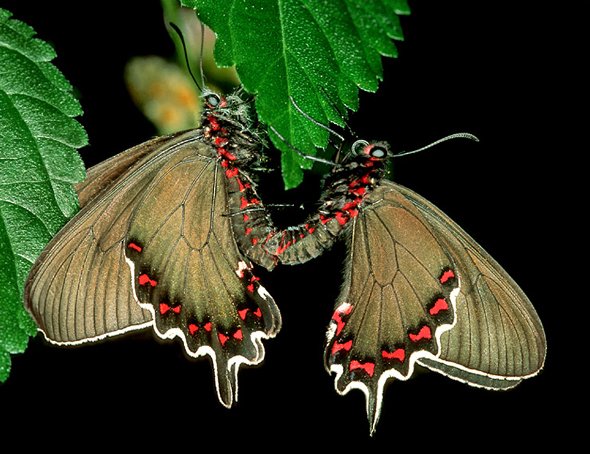 Mating Butterlies