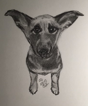 Shepherd Pup 