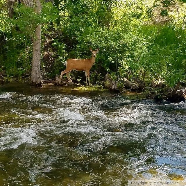 Deer at the Creek
