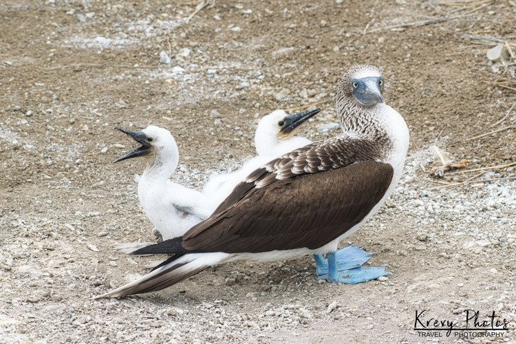 Booby Family