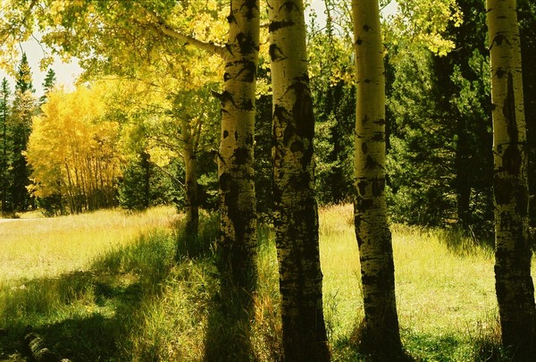 Fall Feelings