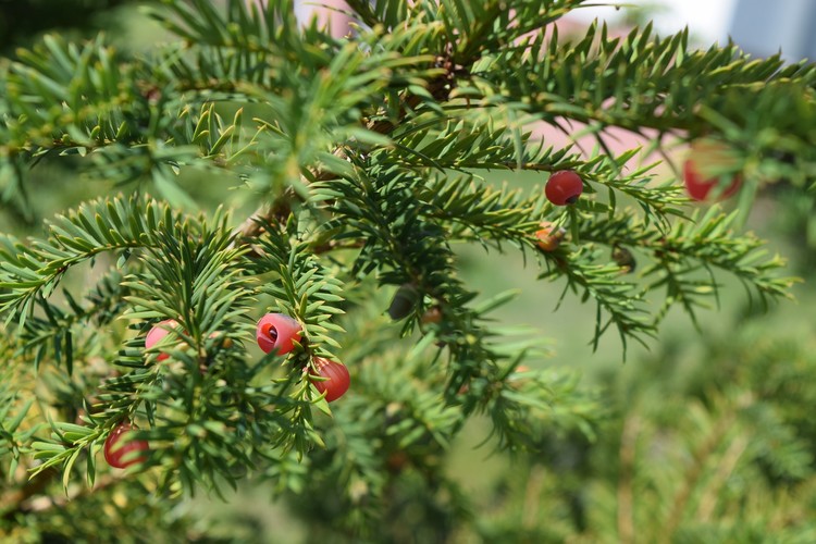 yew-1703579 1920