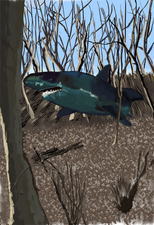 Forest Shark